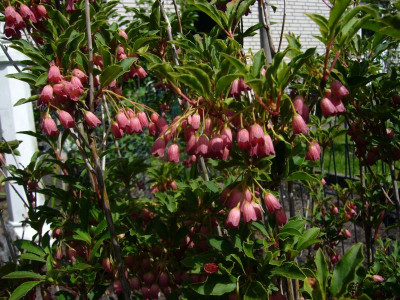 Enkianthus rubens 2.JPG