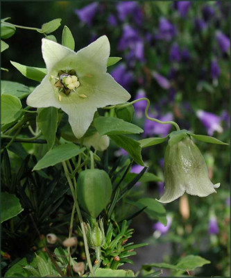 Codonopsis_lanceolata_Tx.JPG