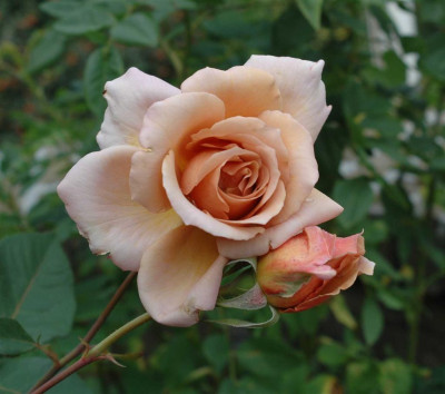 A5106a_Large.JPG