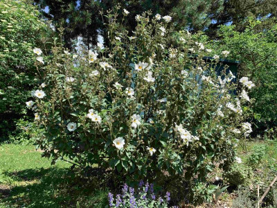 cistus_laurif_atl_300520.jpg