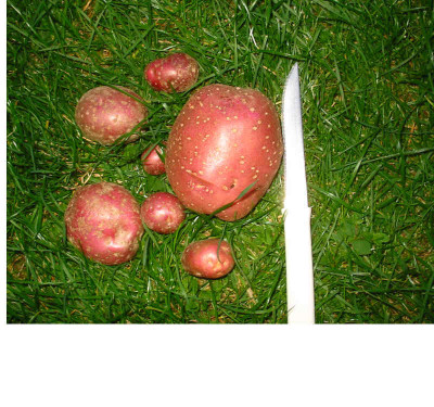 Unbekannte_Hibiskus_Kartoffel.jpg