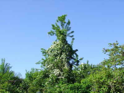 2020_0228nochMai0220.JPG