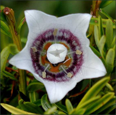 Codonopsis_clematidea_AGx.JPG