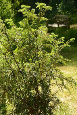 pseudotaxus.jpg