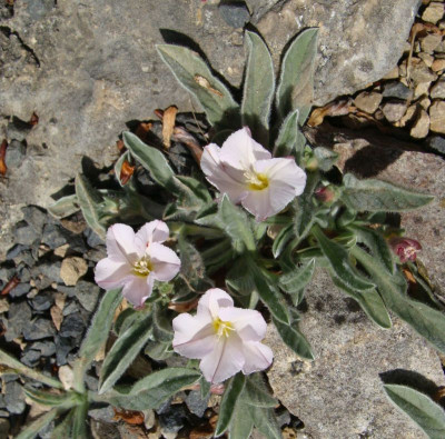 Convolvulus boissieri20.jpg