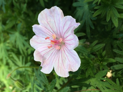 2020-05-29 Geranium .jpg