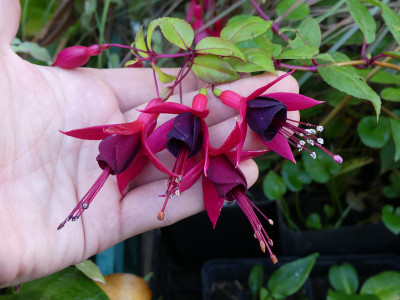2019-10-20 Fuchsia magellanica 'Insel Neuwerk' 3.jpg