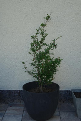 DSC04375.JPG