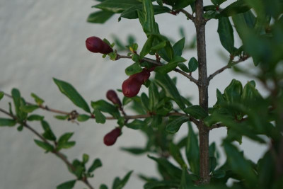 DSC04376.JPG