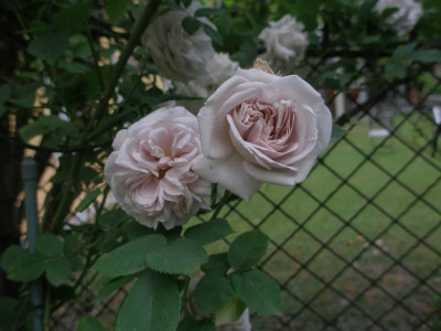 P5300051.JPG