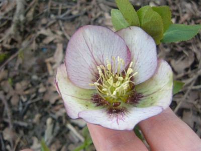 helleborus_0033.jpg