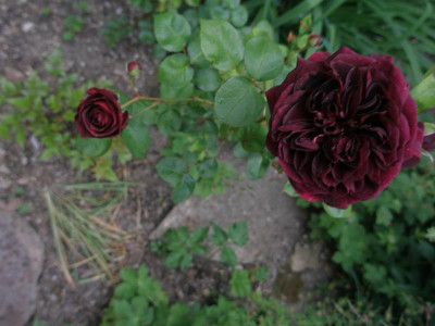 P5300053.JPG