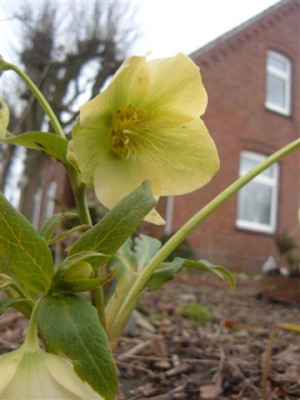 helleborus11.jpg