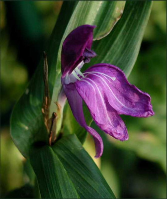 Roscoea.JPG