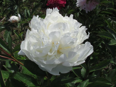 Bowl of Cream.JPG
