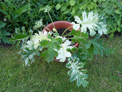 2020-05-31 Acanthus 'Whitewater'.jpg
