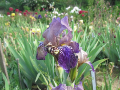 specx sambucina feldw.JPG