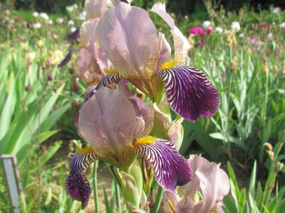 specx sambucina gaißm.JPG