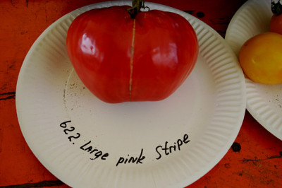 Irinas_Tomatenfest0907.jpg