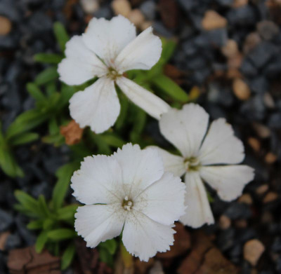 Dianthus alpinus albus.jpg