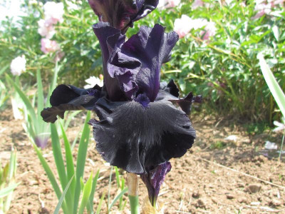 TB Black is Black.JPG