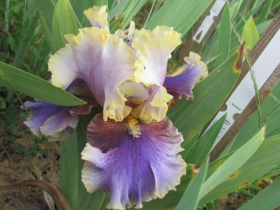 TB I all shook it up.JPG