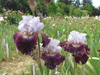 TB Magic Masquerade.JPG