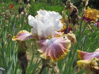 TB Ring Aound Rosie.JPG