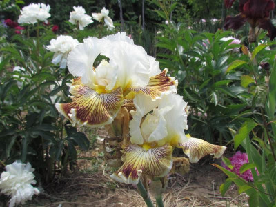 TB Spring Madness.JPG