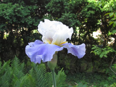 TB Tall Coon One.JPG