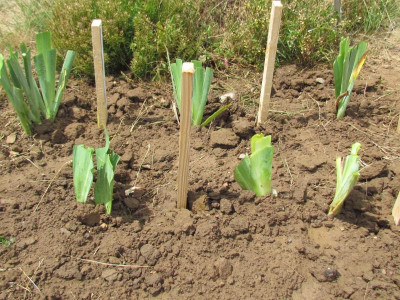 frisch gepflanzt.JPG