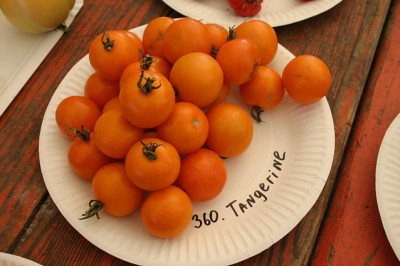 Irinas_Tomatenfest1607.jpg