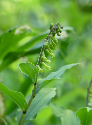 2020-05-31 Smilacina henryi 2.jpg