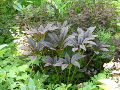 2020-05-31 Rodgersia 'Bronze Peacock' 1.jpg