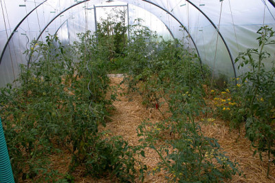 Irinas_Tomatenfest1707.jpg