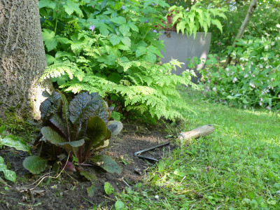 2020-05-31 Gartenimpressionen 3.jpg