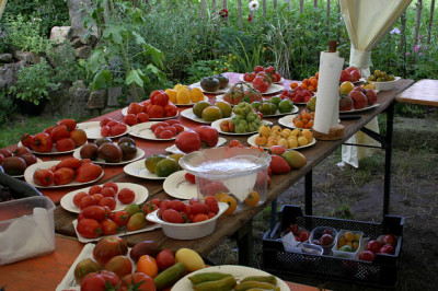 Irinas_Tomatenfest1007.jpg