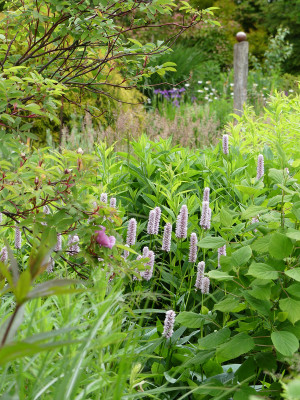 2020-05-31 Gartenimpressionen 1.jpg