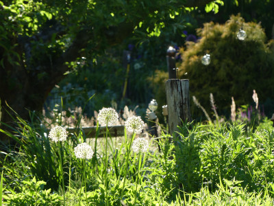 2020-05-31 Gartenimpressionen 4.jpg