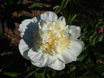 wunderbarer Sämling P5210328.JPG
