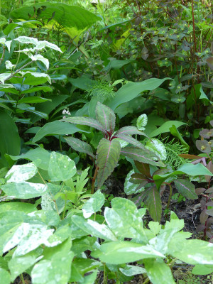 2020-05-31 Impatiens omeiense 1.jpg