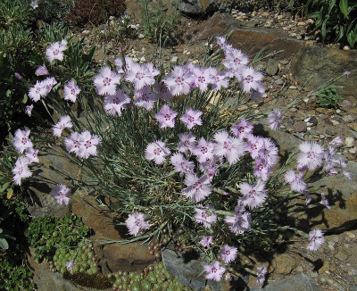 IMG_0216_Dianthus_31Mai2020_.jpg