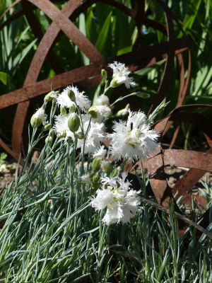 2020-05-31 Dianthus.jpg