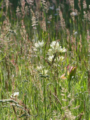 2020-05-31 Camassia 1.jpg