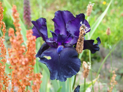 Black Dragon 1982 Schreiner P5220288.JPG