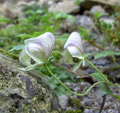 Aconitum_unbekannt_1_fars_2007.jpg