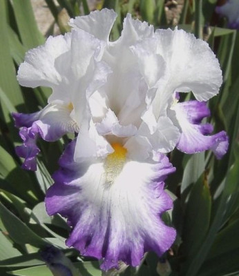 Miltitzer Tanzparty.JPG