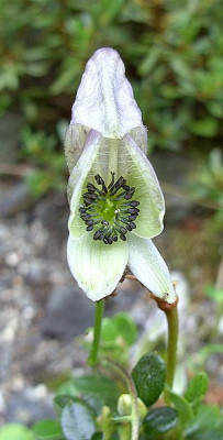 Aconitum_unbekannt_2_fars_2007.jpg