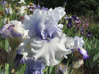 TB Miltitzer Petticoat 2.JPG