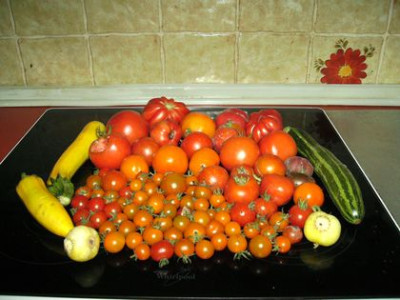 Tomatenernte.jpg